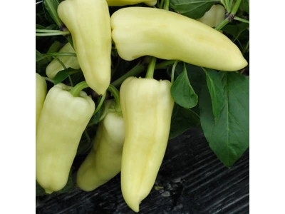 Dimentio 500 szem fehér TV paprika vetőmag