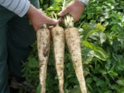 Dlouhy Bily 50 gr pasztinák vetőmag