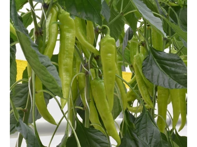 Dobó 250 szem hegyes erős paprika vetőmag