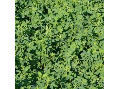 Dobrogea lucerna vetőmag 1 kg