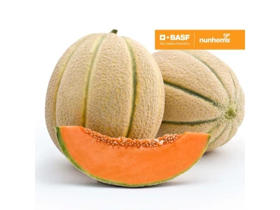 Donatello 500 szem sárgadinnye vetőmag