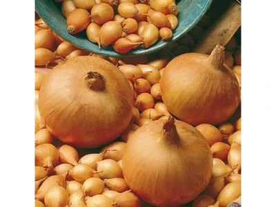 Dughagyma Makói 300g