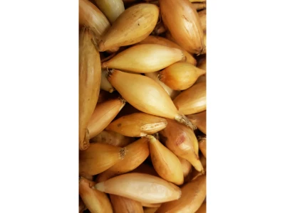 Dughagyma Sonka 250g