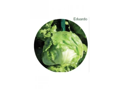 Eduardo 5.000 szem jégsaláta vetőmag