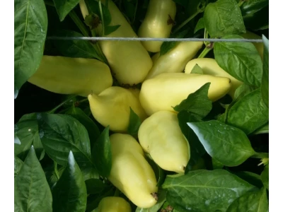 Emese 1000 szem fehér TV paprika vetőmag