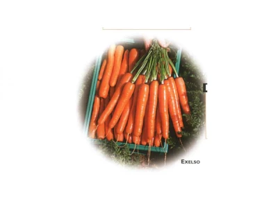 Exelso 100.000 szem sárgarépa vetőmag 1,6-1,8 VI