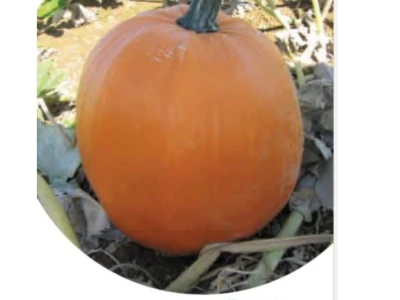 Expert 500 szem halloween tök vetőmag