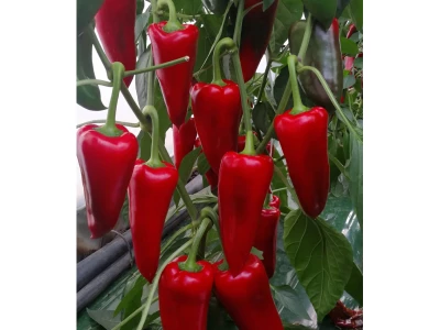 FKO-3 500 szem kápia paprika vetőmag