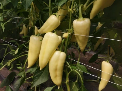 Feri 100 szem TV paprika vetőmag