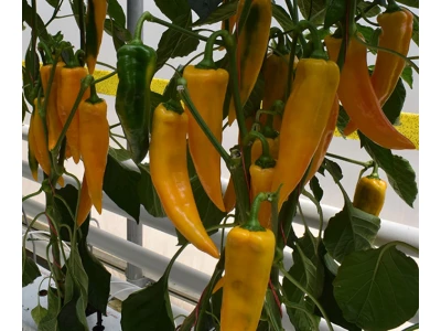 Firtos 250 szem kápia paprika vetőmag