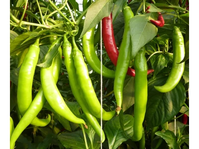 Fogaras 250 szem hegyes erős paprika vetőmag