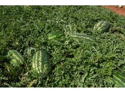 Formosa 1.000 szem görögdinnye vetőmag