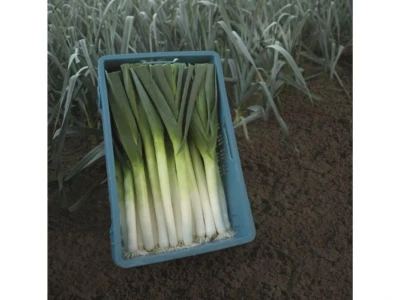 Forrest 10.000 szem póréhagyma vetőmag