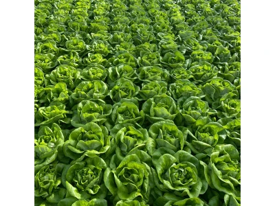 Funkia 1.000 szem fejes saláta vetõmag