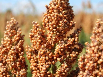 GK Ilona 260e szem cirok vetõmag