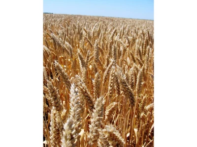 GK Körös 50 kg őszi búza vetőmag II V:1001