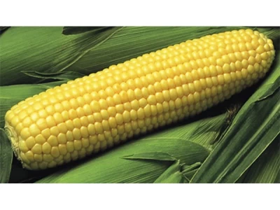 GSS 6924 5.000 szem csemegekukorica vetőmag