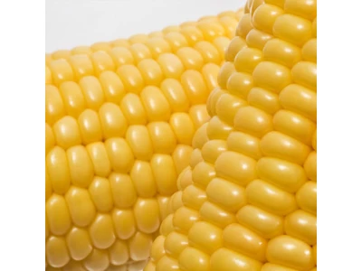 GSS 8529 1.000 szem csemege kukorica vetőmag