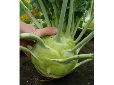 Gigant 500 szem karalábé vetőmag