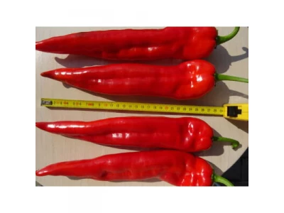 Giro 500 szem dolce italiano paprika vetőmag