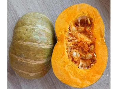 Giselle F1 1000 szem tök vetõmag