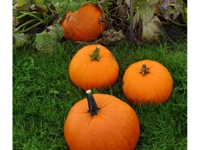Gladiator 250 szem haloween tök EliS vetőmag