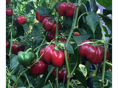 Gogorez 250 szem pritamin paprika vetőmag