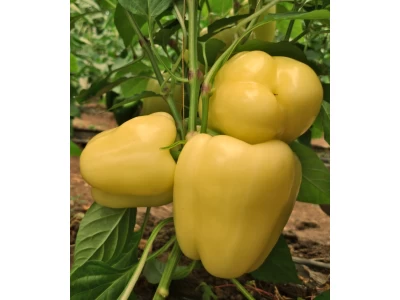 Goldano 100 szem blocky paprika vetőmag