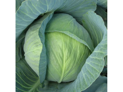 Green Pearl 2.500 szem fejes káposzta vetőmag