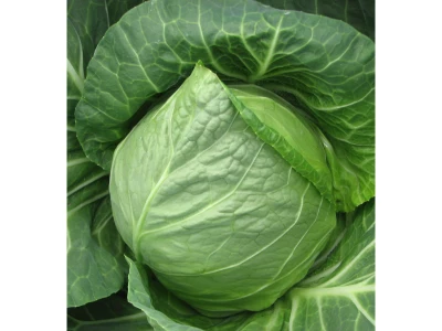 Green Presto 2.500 szem fejes káposzta vetőmag