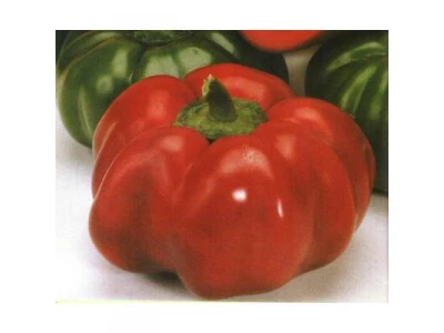 Greygo 1.000 szem pritamin paprika vetőmag