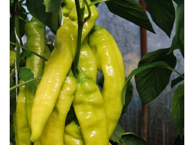 Griff 1000 szem hegyes erős paprika vetőmag