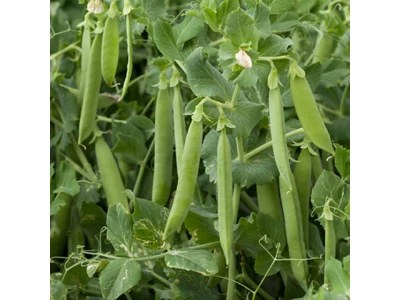 Grundy 0,5kg borsó vetőmag