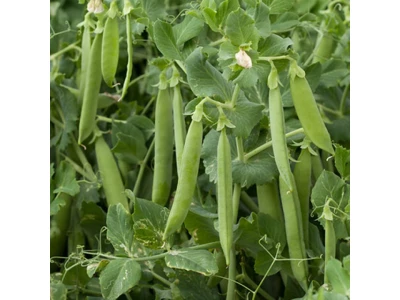 Grundy 1kg borsó vetőmag
