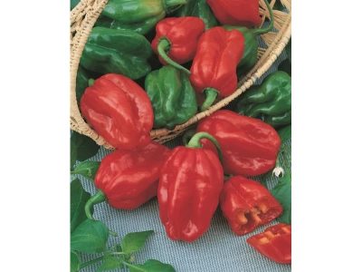 Habanero Red 100 szem paprika vetőmag