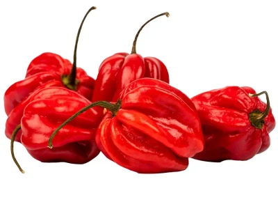 Habanero Red 1.000 szem chilipaprika vetõmag
