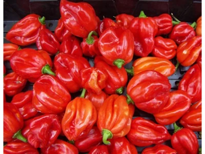 Habanero Red 50 szem chilli vetőmag