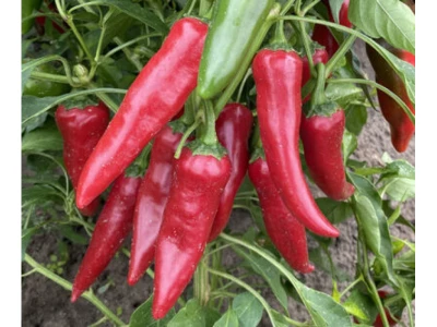 Hajnaltáj 250 szem fűszerpaprika vetőmag