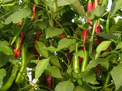 Hargita 250 szempaprika vetőmag