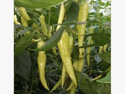 Hotstar F1 500 szem paprika vetõmag