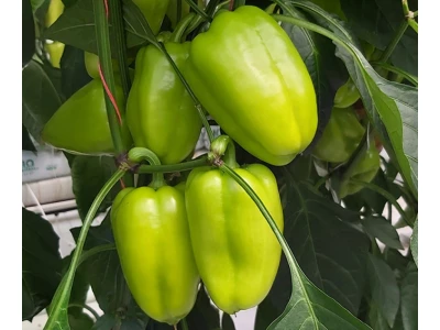 Ines 250 szem TV paprika vetőmag