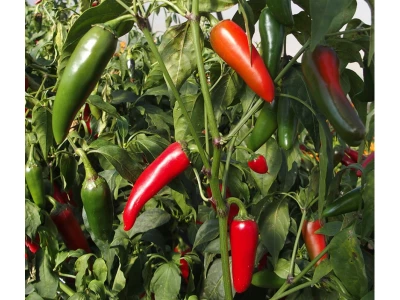 Jalapeno 50 szem chilli paprika vetőmag
