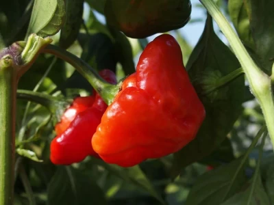 Jamaican Rosso 1.000 szem chilli paprika vetőmag