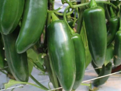 Jerarca F1 500 szem jalapeno paprika vetõmag