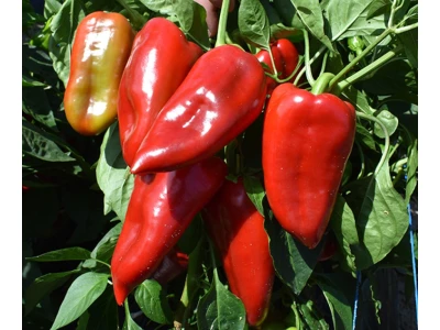 Kadet 5.000 szem kápia paprika vetőmag