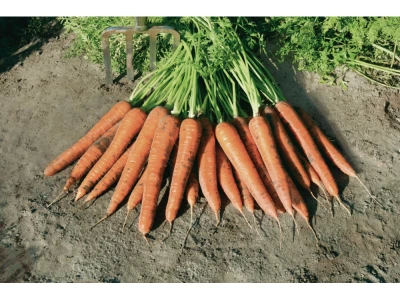 Kamaran 25.000 szem sárgarépa vetőmag 1,8-2