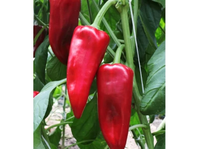 Kamor 500 szem kápia paprika vetőmag
