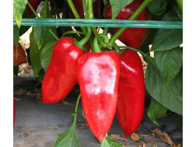 Kandorex 5.000 szem kápia paprika vetőmag