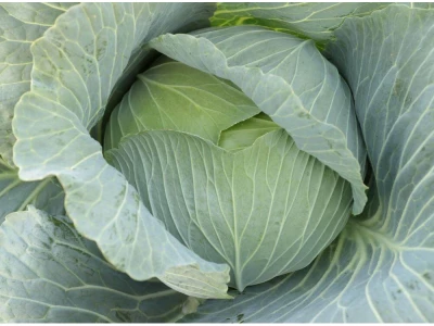 Kannami 2.500 szem fejes káposzta vetőmag