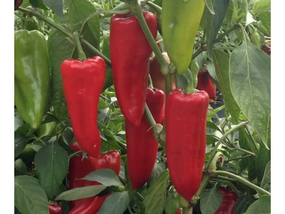 Kapitány 5.000 szem kápia paprika vetőmag